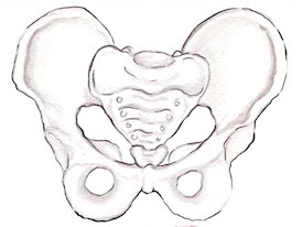 the pelvic bone